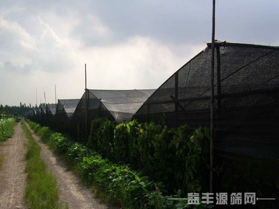 遮阳网2